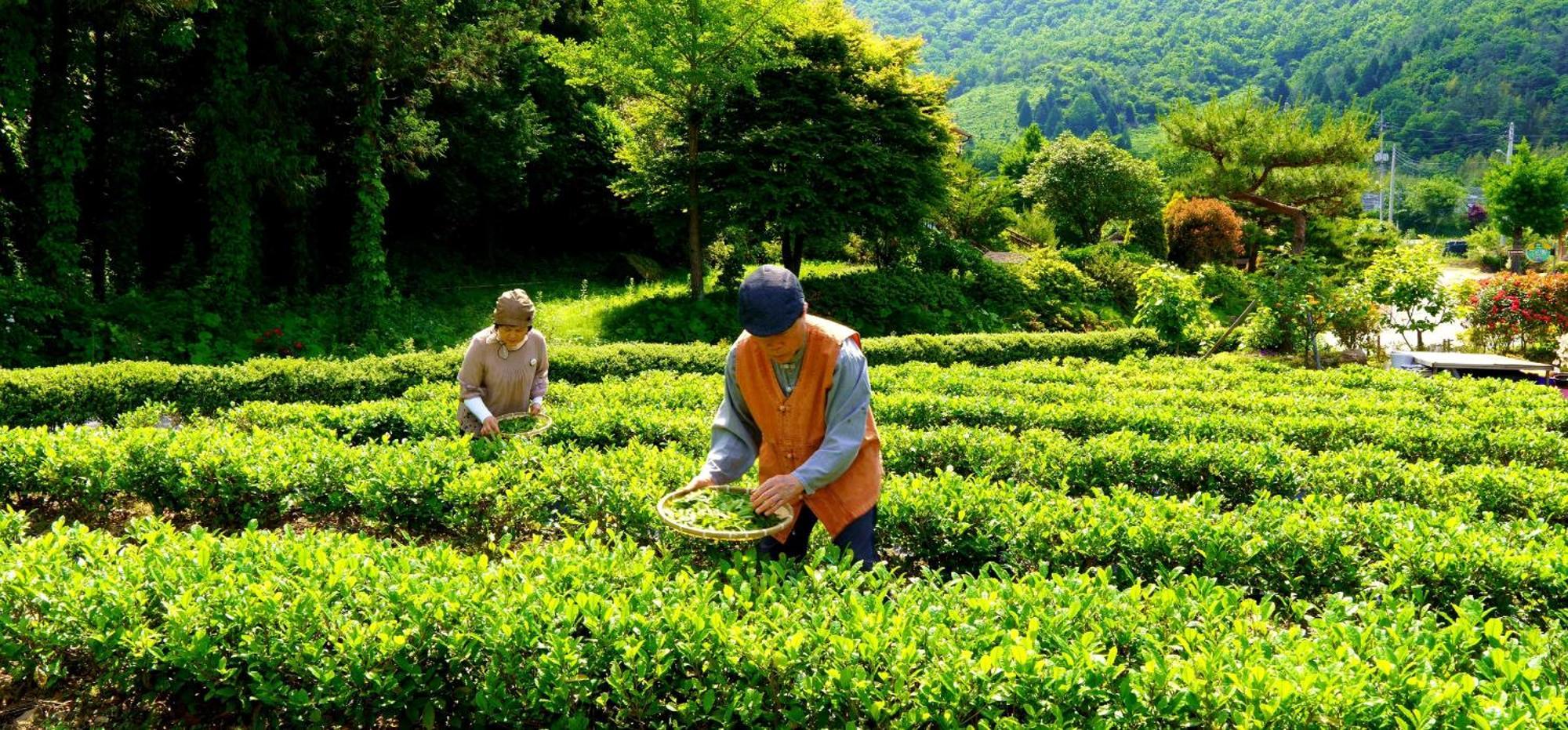 Boseong Greenery Hanok Pension 外观 照片